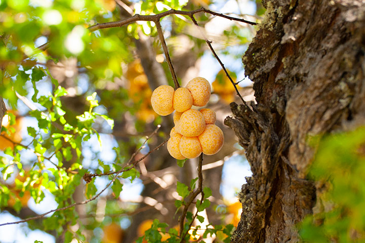 Llao Llao - Flora autóctona
